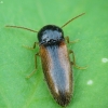 Click Beetle - Adrastus pallens | Fotografijos autorius : Vidas Brazauskas | © Macronature.eu | Macro photography web site