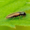 Click Beetle - Adrastus pallens | Fotografijos autorius : Romas Ferenca | © Macronature.eu | Macro photography web site