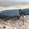 Click Beetle - Ectinus aterrimus  | Fotografijos autorius : Kazimieras Martinaitis | © Macronature.eu | Macro photography web site