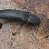 Click Beetle - Ectinus aterrimus  | Fotografijos autorius : Gintautas Steiblys | © Macronature.eu | Macro photography web site