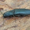 Click Beetle - Ectinus aterrimus | Fotografijos autorius : Gintautas Steiblys | © Macronature.eu | Macro photography web site