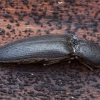 Click Beetle - Ectinus aterrimus | Fotografijos autorius : Žilvinas Pūtys | © Macronature.eu | Macro photography web site