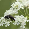 Click Beetle - Ectinus aterrimus | Fotografijos autorius : Vidas Brazauskas | © Macronature.eu | Macro photography web site