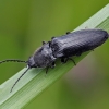 Click Beetle - Hemicrepidius niger | Fotografijos autorius : Gintautas Steiblys | © Macronature.eu | Macro photography web site