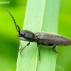 Click Beetle - Hemicrepidius niger | Fotografijos autorius : Romas Ferenca | © Macronature.eu | Macro photography web site