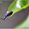 Click Beetle - Hemicrepidius niger | Fotografijos autorius : Valdimantas Grigonis | © Macronature.eu | Macro photography web site