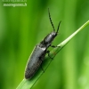 Click Beetle - Hemicrepidius niger | Fotografijos autorius : Romas Ferenca | © Macronature.eu | Macro photography web site