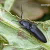 Click Beetle - Hemicrepidius niger | Fotografijos autorius : Darius Baužys | © Macronature.eu | Macro photography web site