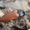 Click beetle - Ampedus nigroflavus | Fotografijos autorius : Kazimieras Martinaitis | © Macronature.eu | Macro photography web site