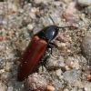 Click beetle - Ampedus sp.  | Fotografijos autorius : Vytautas Gluoksnis | © Macronature.eu | Macro photography web site
