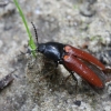 Click beetle - Ampedus sp. | Fotografijos autorius : Vytautas Gluoksnis | © Macronature.eu | Macro photography web site