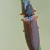 Click beetle - Athous subfuscus  | Fotografijos autorius : Gintautas Steiblys | © Macronature.eu | Macro photography web site