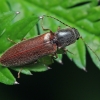Click beetle - Athous subfuscus | Fotografijos autorius : Gintautas Steiblys | © Macronature.eu | Macro photography web site