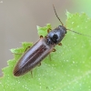 Click beetle - Athous subfuscus | Fotografijos autorius : Kazimieras Martinaitis | © Macronature.eu | Macro photography web site