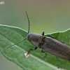 Click beetle - Cidnopus aeruginosus  | Fotografijos autorius : Gintautas Steiblys | © Macronature.eu | Macro photography web site