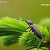 Click beetle - Cidnopus aeruginosus | Fotografijos autorius : Darius Baužys | © Macronature.eu | Macro photography web site