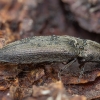 Click beetle - Cidnopus aeruginosus | Fotografijos autorius : Žilvinas Pūtys | © Macronature.eu | Macro photography web site