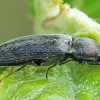 Click beetle - Cidnopus aeruginosus | Fotografijos autorius : Gintautas Steiblys | © Macronature.eu | Macro photography web site