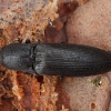 Click beetle - Ectinus aterrimus | Fotografijos autorius : Žilvinas Pūtys | © Macronature.eu | Macro photography web site