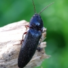 Click beetle - Melanotus villosus ♀ | Fotografijos autorius : Romas Ferenca | © Macronature.eu | Macro photography web site