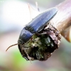 Click beetle - Melanotus villosus ♂ | Fotografijos autorius : Romas Ferenca | © Macronature.eu | Macro photography web site