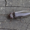 Click beetle - Melanotus villosus | Fotografijos autorius : Giedrius Markevičius | © Macronature.eu | Macro photography web site