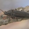 Click beetle - Melanotus villosus | Fotografijos autorius : Kazimieras Martinaitis | © Macronature.eu | Macro photography web site