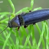 Click beetle - Melanotus villosus | Fotografijos autorius : Gintautas Steiblys | © Macronature.eu | Macro photography web site