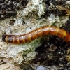 Click beetle's larva | Ampedus sp. | Fotografijos autorius : Darius Baužys | © Macronature.eu | Macro photography web site