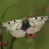 Clouded Apollo - Parnassius mnemosyne  | Fotografijos autorius : Gintautas Steiblys | © Macronature.eu | Macro photography web site