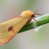 Clouded Buff - Diacrisia sannio | Fotografijos autorius : Arūnas Eismantas | © Macronature.eu | Macro photography web site