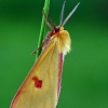 Clouded Buff - Diacrisia sannio | Fotografijos autorius : Gintautas Steiblys | © Macronature.eu | Macro photography web site