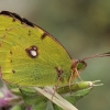 Stepinis gelsvys - Colias croceus | Fotografijos autorius : Gintautas Steiblys | © Macronature.eu | Macro photography web site