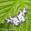 Paprastasis margasprindis (Lomaspilis marginata) | Fotografijos autorius : Aleksandras Naryškin | © Macronature.eu | Macro photography web site