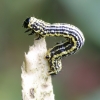 Clouded magpie - Abraxas sylvata, catterpilar | Fotografijos autorius : Romas Ferenca | © Macronature.eu | Macro photography web site