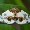 Clouded magpie - Abraxas sylvata | Fotografijos autorius : Žilvinas Pūtys | © Macronature.eu | Macro photography web site