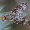 Clouded wormwood fly - Oxyna parietina ♂ | Fotografijos autorius : Žilvinas Pūtys | © Macronature.eu | Macro photography web site