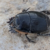 Krypūnėlis - Pactolinus major | Fotografijos autorius : Gintautas Steiblys | © Macronature.eu | Macro photography web site