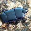 Clown beetle - Hololepta plana | Fotografijos autorius : Gintautas Steiblys | © Macronature.eu | Macro photography web site