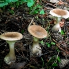 Club Foot - Ampulloclitocybe clavipes | Fotografijos autorius : Aleksandras Stabrauskas | © Macronature.eu | Macro photography web site