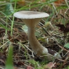 Club Foot - Ampulloclitocybe clavipes | Fotografijos autorius : Vytautas Gluoksnis | © Macronature.eu | Macro photography web site