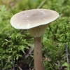 Club Foot - Ampulloclitocybe clavipes | Fotografijos autorius : Gintautas Steiblys | © Macronature.eu | Macro photography web site