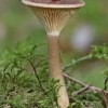 Club Foot - Ampulloclitocybe clavipes | Fotografijos autorius : Gintautas Steiblys | © Macronature.eu | Macro photography web site