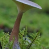 Club Foot - Ampulloclitocybe clavipes | Fotografijos autorius : Gintautas Steiblys | © Macronature.eu | Macro photography web site