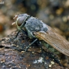 Pilkoji lavonmusė - Pollenia sp.  | Fotografijos autorius : Gintautas Steiblys | © Macronature.eu | Macro photography web site