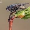 Pilkoji lavonmusė - Pollenia sp.  | Fotografijos autorius : Arūnas Eismantas | © Macronature.eu | Macro photography web site