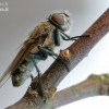 Pilkoji lavonmusė - Pollenia sp.  | Fotografijos autorius : Arūnas Eismantas | © Macronature.eu | Macro photography web site