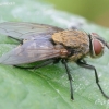 Pilkoji lavonmusė - Pollenia sp. | Fotografijos autorius : Gediminas Gražulevičius | © Macronature.eu | Macro photography web site