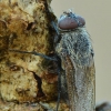 Pilkoji lavonmusė - Pollenia sp. | Fotografijos autorius : Arūnas Eismantas | © Macronature.eu | Macro photography web site