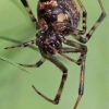 Cobweb spider - Parasteatoda tabulata ♀ | Fotografijos autorius : Gintautas Steiblys | © Macronature.eu | Macro photography web site